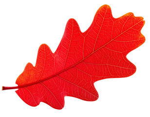 red oak leaf isolated on transparent background, png