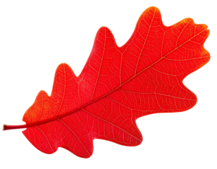 red oak leaf isolated on transparent background, png