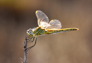 A detailed macro shot captures a slender, yellowish-green dragonfly with transparent wings and large eyes, poised delicately on a dry, brown stick against a warm, blurred background.