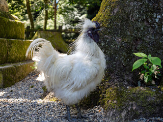 神域を見守る白い鶏