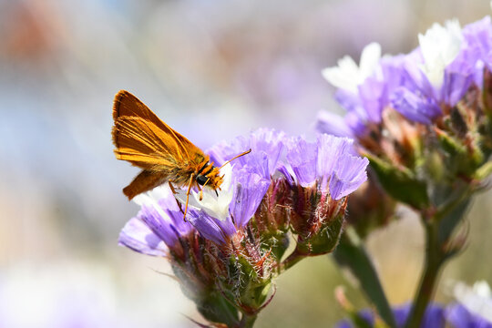 Orange Skipper Butterfly on Purple Sea Lavender Flowers. Orange-brown skipper butterfly with striking black markings delicately perches on a cluster of purple sea lavender flowers - Powered by Adobe