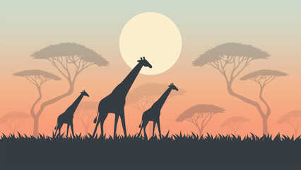 Wildlife Scene with Giraffes and Grass in Savannah Sunset Vector.