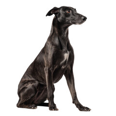 Elegant Greyhound Dog Sitting Gracefully in Isolated Studio Environment with Sleek Coat and Poised Posture
