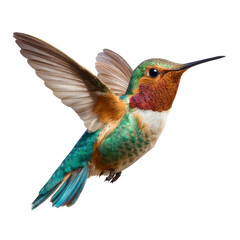 Fototapeta premium Vibrant Hummingbird Hovering Mid-Air Isolated on White Background for Nature and Wildlife Photography