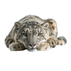 Obraz premium Majestic Snow Leopard Lying Down on Isolated White Background Captured in Stunning Detail