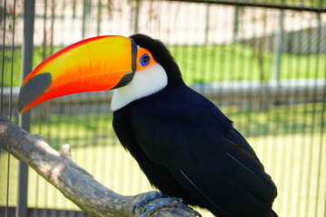 Ramphastos toco, a toucan that looks like a ragdoll