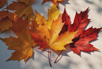 Autumn leaf collection featuring vibrant maple, oak, and birch in color change
