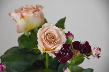 Fototapeta premium カラフルな薔薇
