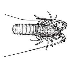 silhouette image of a lobster with a transparent background