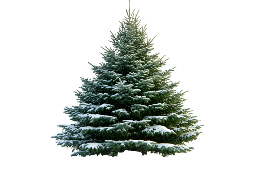 Real Christmas tree isolated on white background