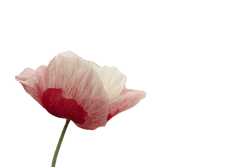 Pastel red poppy flower blooms elegantly on a light background