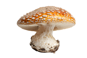 Shiitake mushroom isolated on white background