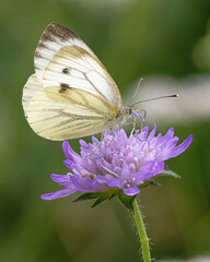kleiner Kohlweißling,