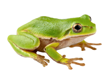 Close-up of a vibrant green frog