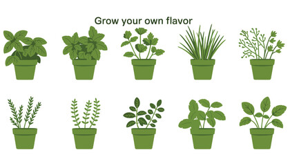 Assorted potted green houseplants with lush leaves, perfect for indoor gardening or a touch of nature