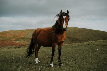 Fototapeta premium Wild Horse on the Long Mynd