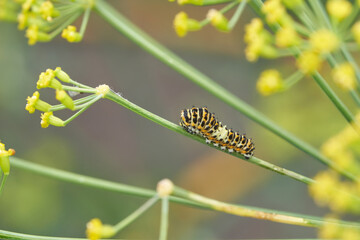 Black swallowtail caterpillar on green plant with yellow flowers in natural outdoor setting.