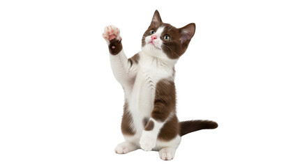 Isolated Playful brown and white kitten