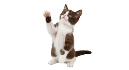 Isolated Playful brown and white kitten