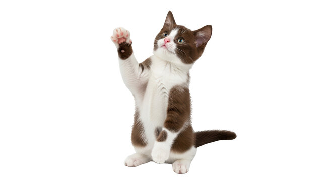 Isolated Playful brown and white kitten