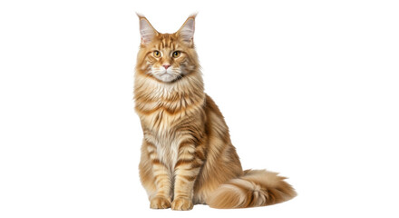 Isolated Maine Coon Cat