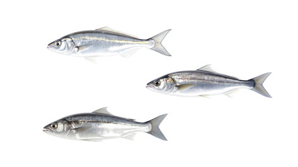 Fish on transparent background png