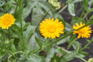 Bright yellow marigold blossom in lush green garden foliage on a sunny day close up view.