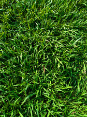Lush green grass texture captured in natural sunlight, showing dense and vibrant blades perfect for...