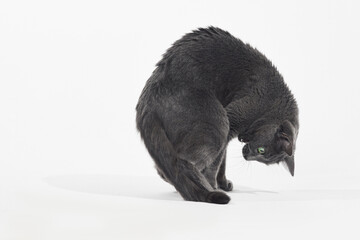 Grey cat is curled into a tight shape while cleaning its back leg. The white background highlights the feline flexible body.