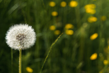 White dandelion seed head in focus with blurred yellow flowers behind