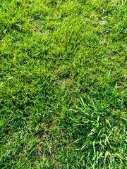 Lush green grass texture captured in natural sunlight, showing dense and vibrant blades perfect for...
