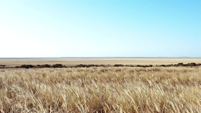 A serene summer landscape showcases a golden wheat field swaying gently under a vast blue sky with fluffy clouds, embodying the beauty of nature and agriculture 4k Quality cinematic video footage
