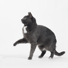 Grey cat lifts one paw while standing alertly. Its eyes focus off-frame with ears angled slightly.