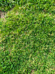 Lush green grass texture captured in natural sunlight, showing dense and vibrant blades perfect for...