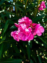 Vibrant pink oleander flowers blooming in natural sunlight, with soft petals and dark green foliage...