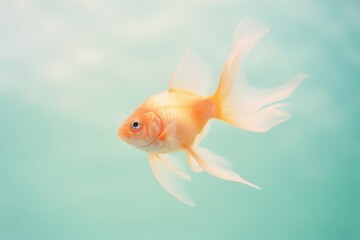 A goldfish animal pomacentridae underwater.