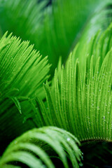 Beautiful background made with young green fern leaves with dew