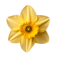 Vibrant yellow daffodil blossom on black background highlighting petal texture