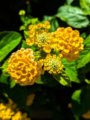 Golden Lantana Blossoms in Sunlight: Nature's Vibrant Embrace.

