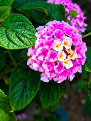 Pink & Yellow Lantana: A Jewel of the Summer Garden