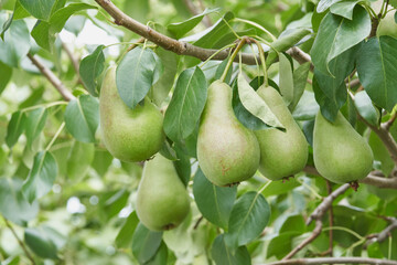 Cluster of green pears hanging from tree branch with lush leaves in natural orchard setting.
