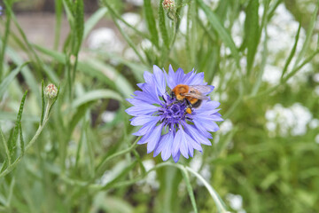 Close up of bee pollinating purple cornflower amidst verdant greenery in a vibrant garden setting.