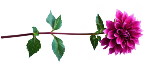 Elegant Magenta Dahlia Flower on Stem Isolated White Background