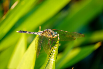 葉の上にとまるトンボの接写写真