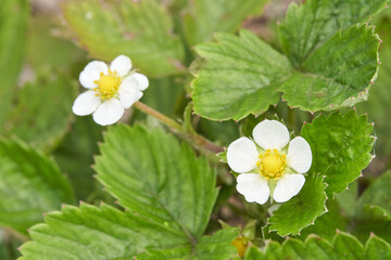 White strawberry flowers with green leaves in garden close up.