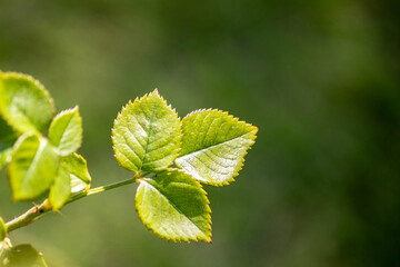 Fresh Green Rose Leaves in Sunlight