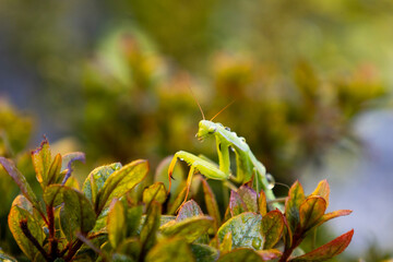 gr&uuml;ne Europ&auml;ische Gottesanbeterin 16