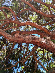 Gnarled Pine Branches: A Woven Canopy Against the Sky