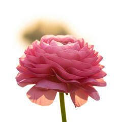 Bright close-up of blooming pink Ranunculus under golden sunlight with soft blurred garden backdrop copy