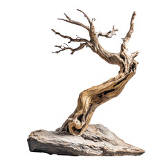 A driftwood tree, sculpted by the ocean, standing tall against the horizon. full length isolate on transparent background